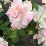 『マーヤ』の画像