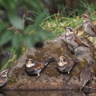 『投稿：BORG107FLによる野鳥4態と撮影用テント　2023/03/19』の画像
