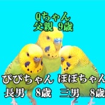 🎵じぃじとばぁばのインコのお家🎵