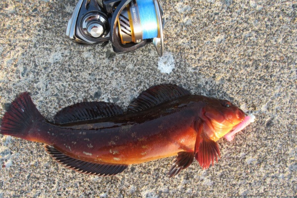 北海道の東方から ウサギアイナメ