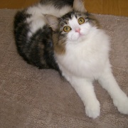 ネットで一目惚れしてすぐに会いに行った猫（21年前）