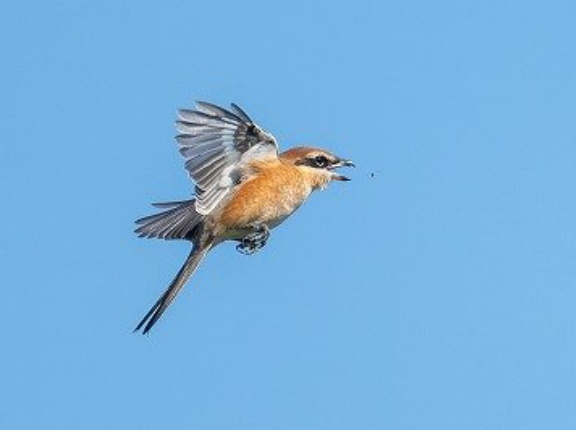 2026年10月10日の野鳥公園