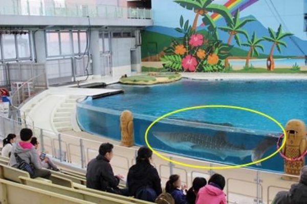 イルカのショーの横で一緒に泳ぐジンベエザメが話題 横浜 八景島シーパラダイス サメ シャチ好き集まれ情報局