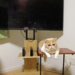 ”猫おでん”あり〼。