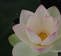 2026 蓮の花、咲き始めました！「唐比ハス園」（諫早市森山町）
