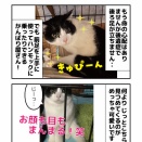 下半身不随シノちゃん里親募集！