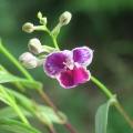 ウチョウラン　初花　