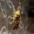 フタモンアシナガバチの第一王子（2025/12/12）