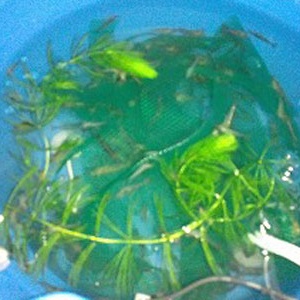 ミナミヌマエビ 稚エビがうまく育たないことってある アクアリウム情報 アンテナサイト アクアリウムの輪