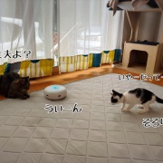 怖いもの知らずの怖いもの。