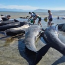 ニュージーランドでゴンドウクジラが団塊座礁、6頭が死亡