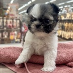 カインズ船橋習志野店ペッツワンコーナーペットショップワンラブのスタッフブログ