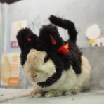 うさぎのWONDERLANDグルーミングフォト