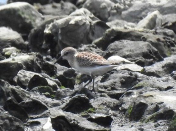 2025年8月17日の野鳥公園