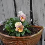 すみ子の小鳥が憩う手作りガーデン