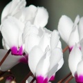 Healing Garden ワクワク