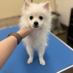 ペットショップワンラブ イオン石狩緑苑台店のスタッフブログ～在籍の子犬子猫やトリミングの情報を公開！新入荷商品の情報も要チェックですよ(^^♪