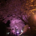 桜満開 です!