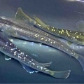 🐟金魚・メダカ入舎情報‼️