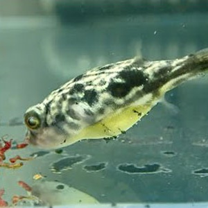 アクアリウム 貝類ならアベニーパファーの方がよく食う アクアリウム情報 アンテナサイト アクアリウムの輪