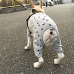 ﾌﾚﾝﾁﾌﾞﾙﾄﾞｯｸﾞまさお日記