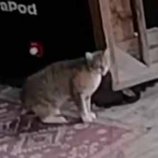 猫の動画 ねこわん！