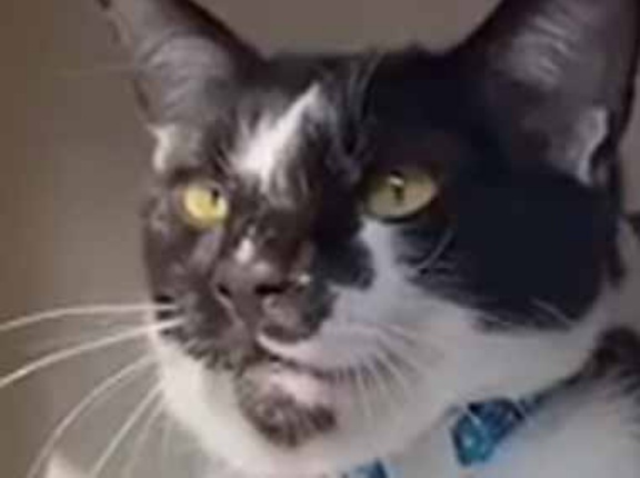 ２匹のネコが並んで窓の外を見ていた。何を言っているのかな？ → かわいい会話はこちらです…