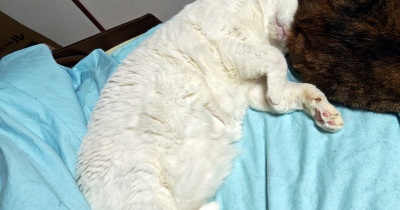 かわいいしろた