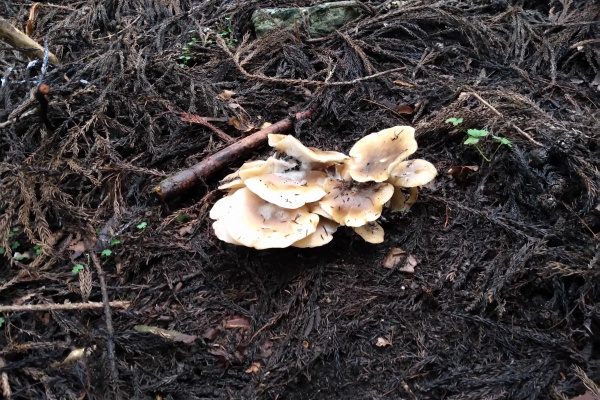 愚禿道化のえっちらおっちら - 舞茸ほか茸