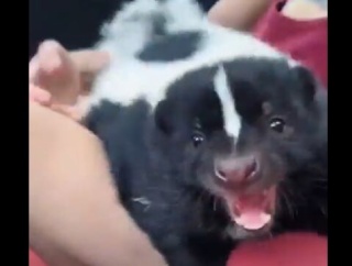 体は小さいけど強気な態度のスカンクさん