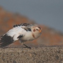 ユキホオジロ雄のオットット Snow Bunting