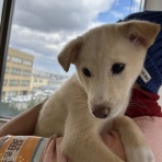 NPO法人 福井犬猫を救う会