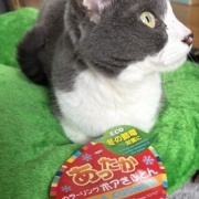 100円クッションで作る猫ベッド