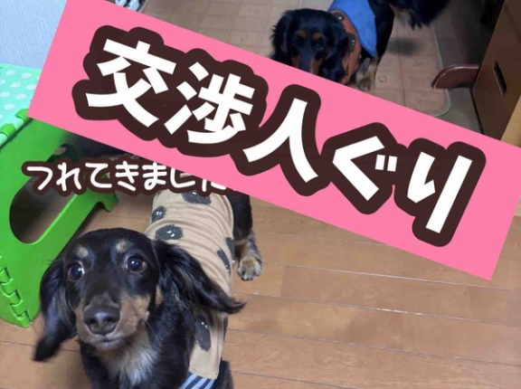 ぐりってこんな子。