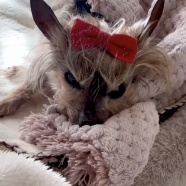 こんなに続くなんて…ひとりぼっちになっちゃった…