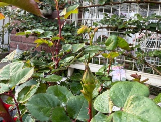 ＊緊急速報！！バラのツボミ発見！（6種類）