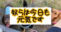 いつもの公園に。