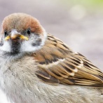 【悲報】スズメなど７種の鳥が「絶滅危惧種」並みに減少しているらしい