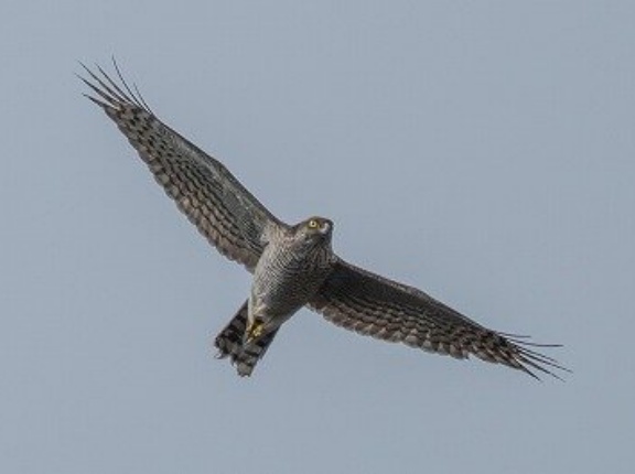 2026年2月5日の野鳥公園