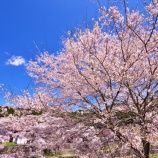 『2026 旧出雲街道『美甘宿場桜❸🌸』/ 岡山県真庭市美甘』の画像