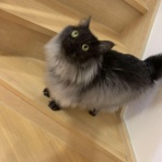 にゃんこ速報～修羅場・キチママ・生活まとめ～