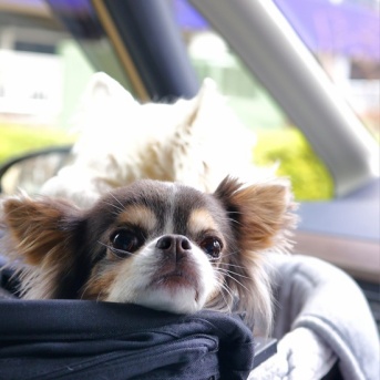 「高い犬」と言われたのだが。チワワの「イザベラ」に隠された真実と、私が思う命の価値