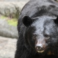 クマ駆除の自治体へ苦情殺到、浅尾環境相が自粛呼びかけ「職員やハンターを萎縮させる」