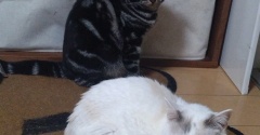 実物のﾈｺﾁｬﾝたちセカンド279
