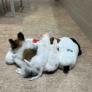 今日のわんこ