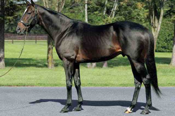 新入一口馬主の活動履歴 21