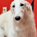 ボルゾイ子犬ちゃんシャンプー