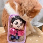 猫だらけ
