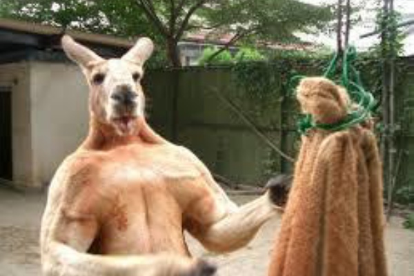 俺達筋肉ムキムキ軍団 ルーーク