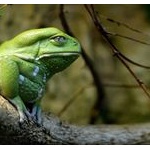 【閲覧注意】口の中に眼玉を持つ奇形のカエルが発見される…